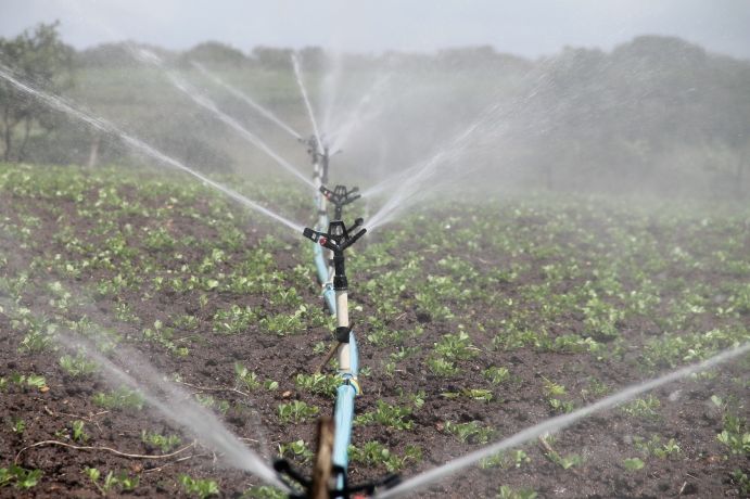 Landwirtschaftliche Bewässerung auf Feld für Gemüseanbau