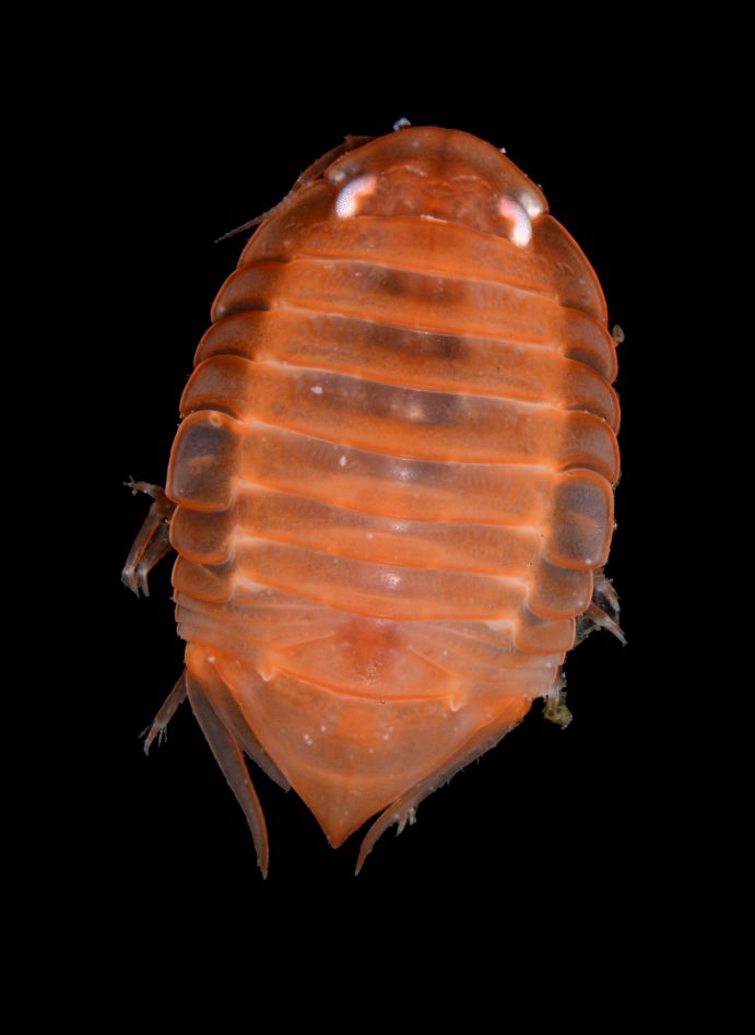 Krebstiere, wie Tecticeps leucophthalmus Gurjanova, 1936, sind sowohl im Flachwasser als auch in der Tiefsee weltweit eine der dominantesten Tiergruppen. 