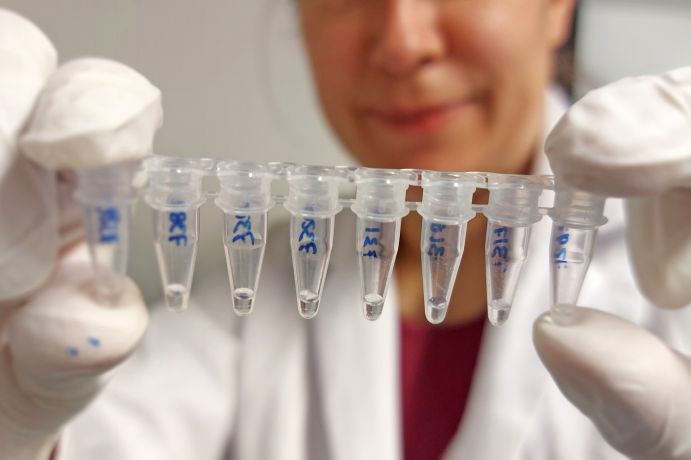 Mit dem Verfahren der Polymerase-Ketten-Reaktion (PCR) werden für die Analyse genetischer Sequenzdaten in wenigen Mikrolitern Flüssigkeit Millionen identischer DNA-Abschnitte bereitgestellt. Mit dem Verfahren der Polymerase-Ketten-Reaktion (PCR) werden für die Analyse genetischer Sequenzdaten in wenigen Mikrolitern Flüssigkeit Millionen identischer DNA-Abschnitte bereitgestellt.