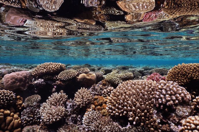 „A Clean Ocean 2030“ – ein sauberer Ozean bis 2030 ist das klare Ziele in der noch jungen UN Ozeandekade.
Blick auf ein Korallenriff