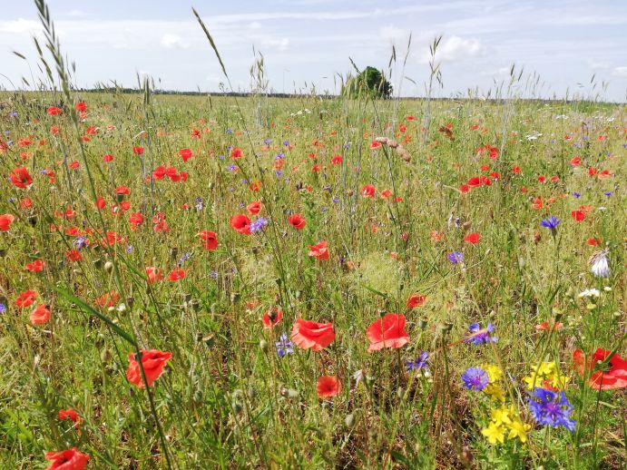 Blühstreifen in der Modellregion Vereinigte Mulde 