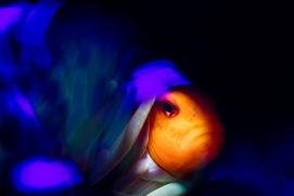 Ein Clownfisch versteckt sich in einer Seeanemone