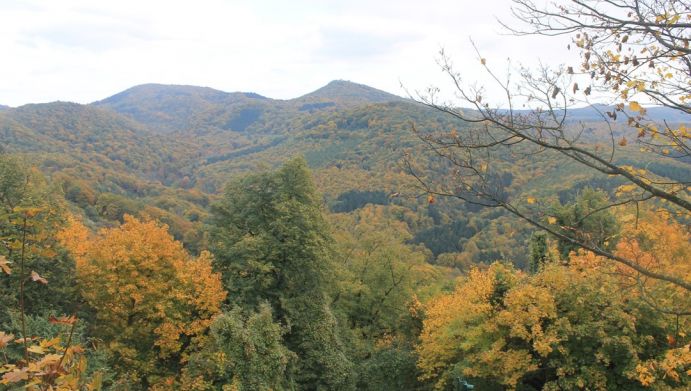 Blick vom Drachenfels bei Bonn auf das Siebengebirge - das Ökosystem Wald hält vielfältige Ökosystemleistungen bereit. Blick vom Drachenfels bei Bonn auf das Siebengebirge