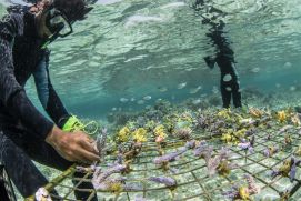  „A Healthy and Resilient Ocean“ – der Wiederaufbau von Korallenriffen stärkt einen gesunden und widerstandfähigen Ozean – und ist Thema des vierten UN Ocean Decade Laboratory