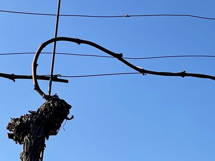 Was im Weinbau klappt, soll auch mit der globalen Temperaturkurve funktionieren: Wenn die Entwicklung zu weit nach oben gegangen ist, wird sie wieder nach unten gebracht. Was im Weinbau klappt, soll auch mit der globalen Temperaturkurve funktionieren: Wenn die Entwicklung zu weit nach oben gegangen ist, wird sie wieder nach unten gebracht.
