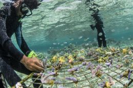 Der Wiederaufbau von Korallenriffen stärkt einen gesunden und widerstandfähigen Ozean – und ist Thema des vierten UN Ocean Decade Laboratory