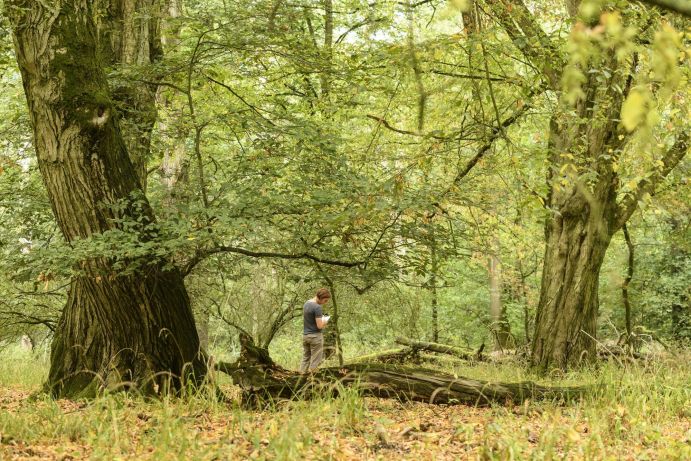 Erfassung der Waldstruktur