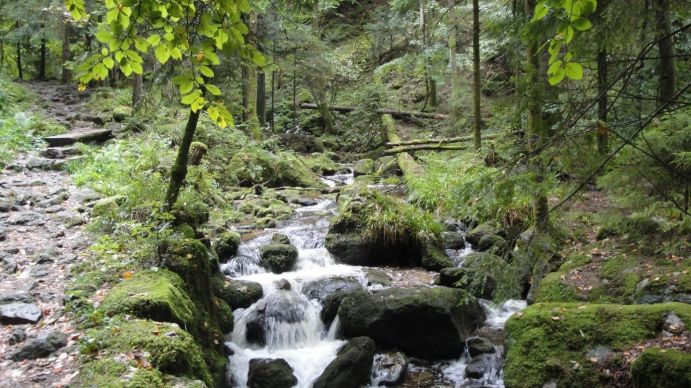 Der Wiedenbach in Bühlertal im Wassereinzugsgebiet des Untersuchungsgebiets der Stadt Bühl