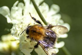 Wildbiene besucht eine Blume