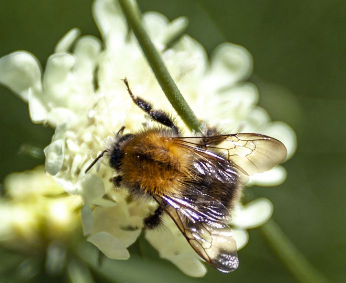 Wildbiene besucht eine Blume