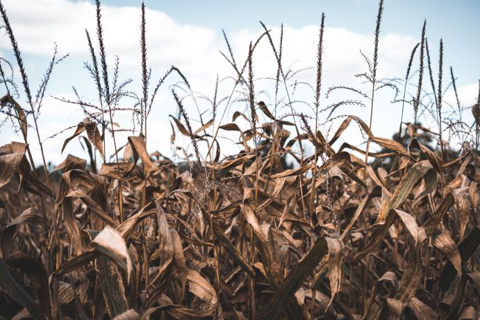 Langanhaltende Dürreperioden im Sommer treten auch in Deutschland verstärkt auf verdörrte Maispflanzen auf einem Feld