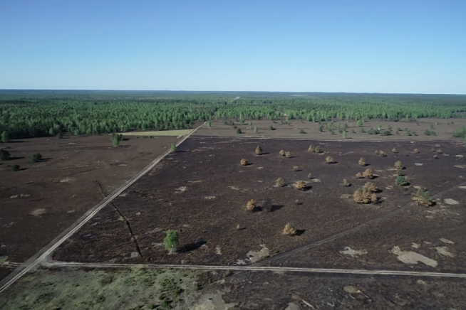 Die ausgedehnte Heidelandschaft in der Kyritz-Ruppiner Heide aufgenommen von einer Drohne für ein gebietsweites Monitoring; die Fläche im Vordergrund hebt sich aufgrund von Brandpflege dunkel ab 