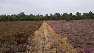 Vergleich der Heideblüte zwischen einem Altbestand (links) und einer gepflegten Heidefläche im zweiten Jahr nach Mahd (rechts). Der Wiederaustrieb nach Mahdpflege weist einen deutlich erhöhten Blühaspekt auf wodurch ein reichhaltiger Lebensraum für Blütenbestäuber wie Wildbienen geschaffen werden konnte.