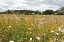 Das Projekt Grassworks untersucht welche Konzepte zu einer Wiederherstellung artenreichen Grünlands führen.