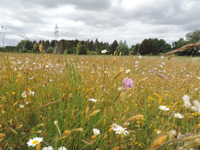 Das Projekt Grassworks untersucht welche Konzepte zu einer Wiederherstellung artenreichen Grünlands führen.