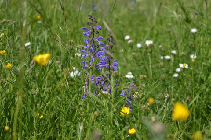 Gärten, Parks und Grünstreifen stellen einen wichtigen Lebensraum für Insekten dar und müssen effektiver für den Erhalt der Artenvielfalt genutzt werden.