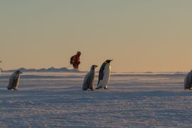 Kaiserpinguin-Kolonie nahe der Neumayer-Station III des Alfred-Wegener-Instituts