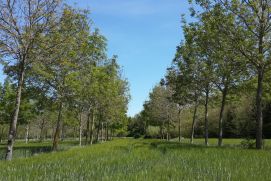 Agroforestry system with walnuts and grain at Domaine de Restinclières in the south of France