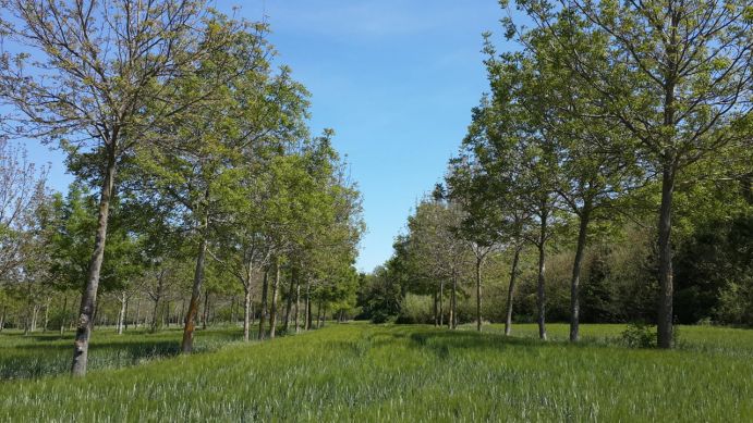 Agroforstsystem mit Walnüssen und Getreide auf der Domaine de Restinclières in Südfrankreich 

