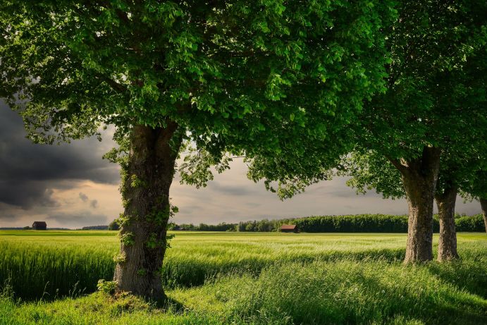 Eine naturnahe CDR-Methode liegt in der Landwirtschaft: Wenn Ackerbau mit der Forstwirtschaft kombiniert wird, kann durch die Anpflanzung der zusätzlichen Bäume mehr CO2 aus der Atmosphäre gebunden werden. Eine naturnahe CDR-Methode liegt in der Landwirtschaft: Wenn Ackerbau mit der Forstwirtschaft kombiniert wird, kann durch die Anpflanzung der zusätzlichen Bäume mehr CO2 aus der Atmosphäre gebunden werden.