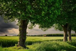 If agriculture is combined with forestry, the planting of additional trees can sequester more CO2 from the atmosphere.