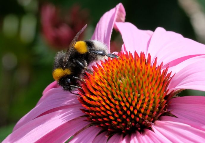 Dunkle Erdhummel