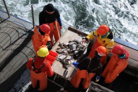 Sichten eines Forschungs-Fischereihols an Bord des Forschungsschiffs ALKOR in der Eckernföder Bucht