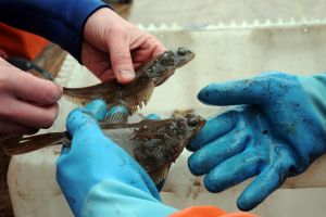 Forschende vergleichen zwei Plattfische während einer fischereibiologischen Ausfahrt mit der ALKOR