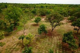 Agroforstsystem mit Yams in Boukoussera, Nord-Benin, Afrika. Es gibt große Unterschiede, welche Nutzpflanzen sich in welcher Kombination für bestimmte Böden eignen. Für eine nachhaltige Landnutzung ist es entscheidend, zunächst die Anbaueignung von Nutzpflanzen sowie die Bodeneigenschaften, Landrechte und Vermarktungsmöglichkeiten zu untersuchen. So können die Erträge und somit das Familieneinkommen und die Ernährungssicherheit optimiert werden.