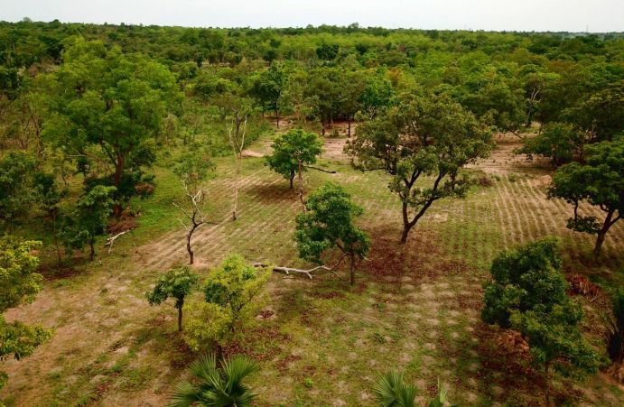 Agroforstsystem mit Yams in Boukoussera, Nord-Benin, Afrika. Es gibt große Unterschiede, welche Nutzpflanzen sich in welcher Kombination für bestimmte Böden eignen. Für eine nachhaltige Landnutzung ist es entscheidend, zunächst die Anbaueignung von Nutzpflanzen sowie die Bodeneigenschaften, Landrechte und Vermarktungsmöglichkeiten zu untersuchen. So können die Erträge und somit das Familieneinkommen und die Ernährungssicherheit optimiert werden.