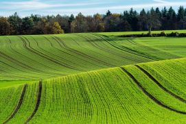 Landwirtschaftliche Fläche