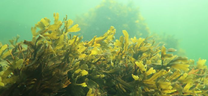 Blasentang findet man auch an Deutschlands Küsten, etwa auf Helgoland. Die Bremer Forschenden führten ihre Untersuchungen in Finnland durch