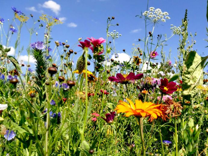 Blumenwiese