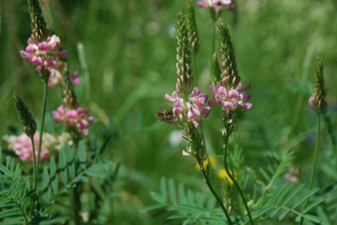 Blattschneiderbiene (Megachile sp.) an Futter-Esparsette (Onobrychis viciifolia). Bestäubung von Wildbienen der Fabaceaen als wichtiger Ökosystemleistung in der Agrarlandschaft. Blattschneiderbiene (Megachile sp.) an Futter-Esparsette (Onobrychis viciifolia). Bestäubung von Wildbienen der Fabaceaen als wichtiger Ökosystemleistung in der Agrarlandschaft.