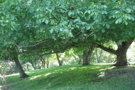 The fruits of the true walnut (Juglans regia L.) are among the high-value agroforestry products of Central Asia.