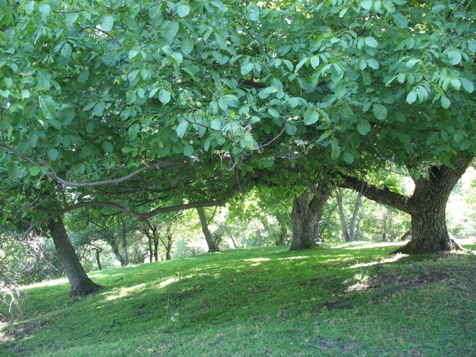 Die Früchte der echten Walnuss (Juglans regia L.) zählen zu den hochwertigen Agroforstprodukten Zentralasiens. 