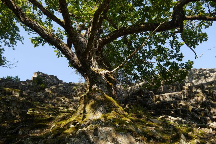 Eichen wachsen auf teils sehr trockenen Standorten. Im ACORN-Projekt wird geprüft, ob und wie trockenangepasste Vorkommen der Eiche als Saatgutquellen zur Begründung klimafitter Wälder genutzt werden können.