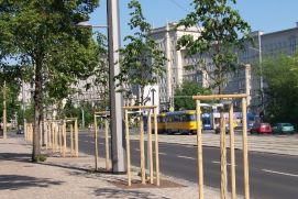 Straße in Leipzig mit neu gepflanzten Stadtbäumen, die als Kohlenstoffspeicher (CO2) dienen und den Hitzestress reduzieren können.