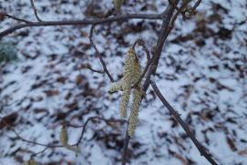 Hazel catkins release large amounts of pollen at the beginning of winter, now much earlier than usual