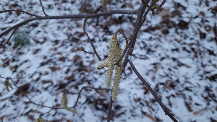 Hazel catkins release large amounts of pollen at the beginning of winter, now much earlier than usual Hazel catkins release large amounts of pollen at the beginning of winter, now much earlier than usual