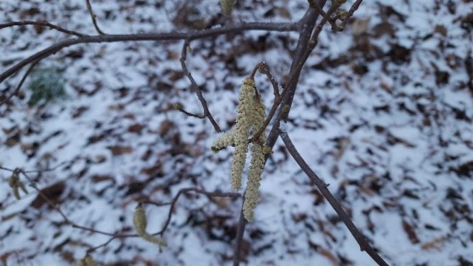 Hazel catkins release large amounts of pollen at the beginning of winter, now much earlier than usual