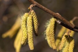 Hazelnut bushes are early bloomers. Their pollen causes health problems for allergy sufferers as early as December and January. 