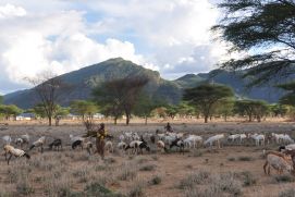 Der Klimawandel verändert die afrikanischen Regionen südlich der Sahara – auch mit Folgen für die Viehzucht, die oftmals auf offenen Weideflächen betrieben wird, den sogenannten Rangelands. Das Projekt InfoRange entwickelt digitale Lösungen, um künftig das Weidemanagement und die tierärztliche Versorgung zu verbessern.