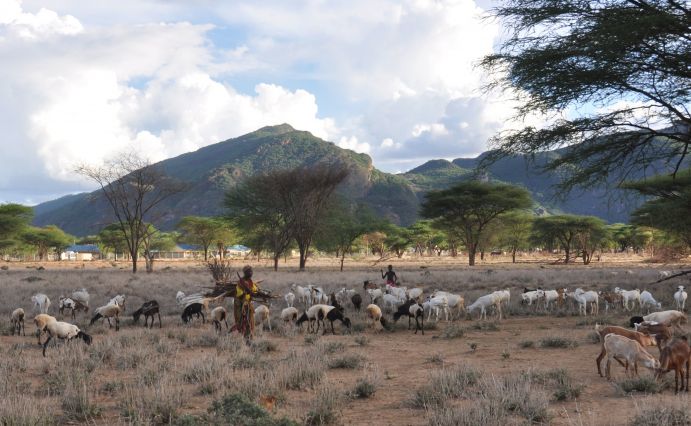 Der Klimawandel verändert die afrikanischen Regionen südlich der Sahara – auch mit Folgen für die Viehzucht, die oftmals auf offenen Weideflächen betrieben wird, den sogenannten Rangelands. Das Projekt InfoRange entwickelt digitale Lösungen, um künftig das Weidemanagement und die tierärztliche Versorgung zu verbessern. Der Klimawandel verändert die afrikanischen Regionen südlich der Sahara – auch mit Folgen für die Viehzucht, die oftmals auf offenen Weideflächen betrieben wird, den sogenannten Rangelands. Das Projekt InfoRange entwickelt digitale Lösungen, um künftig das Weidemanagement und die tierärztliche Versorgung zu verbessern.