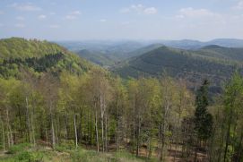 Vielfältige Wälder prägen Deutschland. Ob die Vielfalt auch ein ökonomisches Argument in Zeiten des Klimawandels ist, untersucht das interdisziplinäre Team von FUNPOTENTIAL.