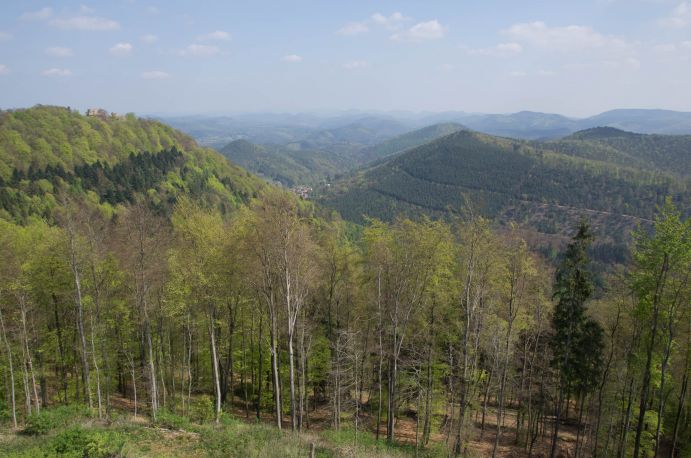 Vielfältige Wälder prägen Deutschland. Ob die Vielfalt auch ein ökonomisches Argument in Zeiten des Klimawandels ist, untersucht das interdisziplinäre Team von FUNPOTENTIAL. Vielfältige Wälder prägen Deutschland. Ob die Vielfalt auch ein ökonomisches Argument in Zeiten des Klimawandels ist, untersucht das interdisziplinäre Team von FUNPOTENTIAL.