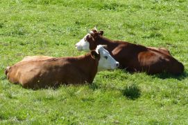 Milchkühe eines GOBIOM Praxisbetriebs auf der Weide im Schwarzwald