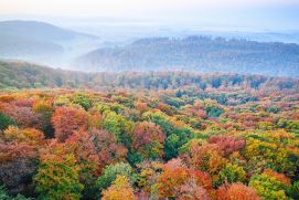 REGULUS - Für eine klimaschützende Wald- und Holzwirtschaft