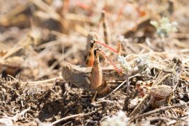 Italian locust during egg-laying: The technologies developed by the Locust-Tec project for monitoring and predicting locust outbreaks focus particularly on breeding areas.