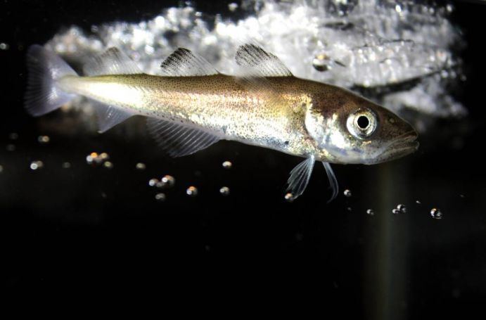 Ein Polardorsch (Boreogadus saida) unter dem Meereis in der Arktis 